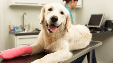 The Benefits of Providing Pet Insurance | INSURICA